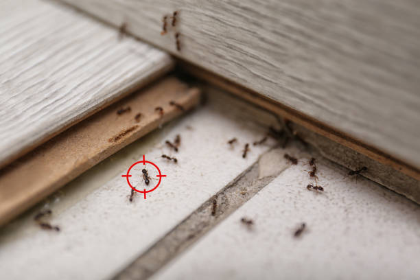 Best Best Pest Control Companies  in Kenworth, IL